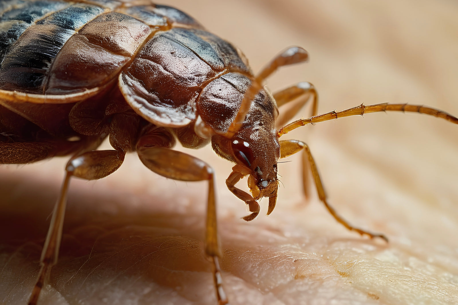 The Prevalence of Bed Bugs in Sweden: A Growing Concern